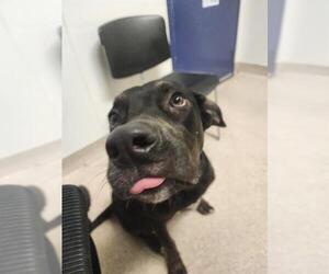 Mutt Dogs for adoption in Bakersfield, CA, USA