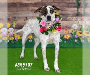 Catahoula Leopard Dog-Unknown Mix Dogs for adoption in Conroe, TX, USA