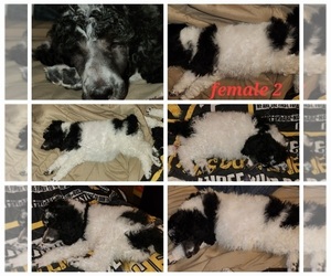 Poodle (Standard) Puppy for sale in STOCKTON, KS, USA