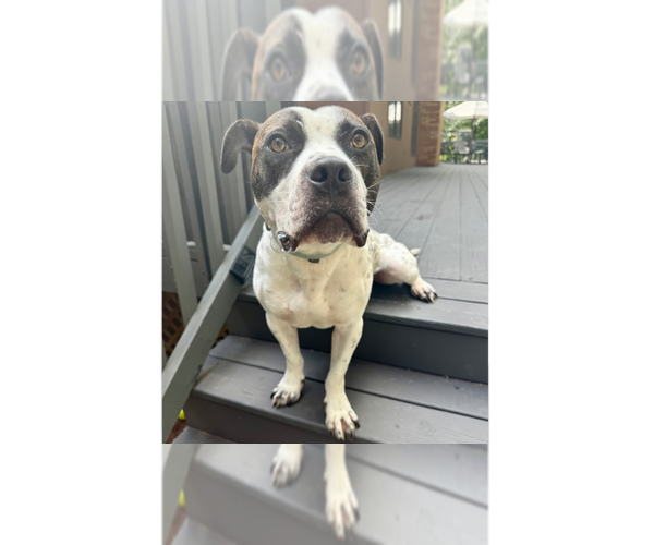 Medium Photo #9 Staffordshire Bull Terrier-Unknown Mix Puppy For Sale in Brewster, NY, USA