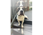 Small #8 Staffordshire Bull Terrier Mix