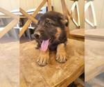 Small Photo #2 German Shepherd Dog Puppy For Sale in TONOPAH, AZ, USA