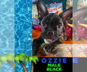 French Bulldog Puppy for sale in HEATHROW, FL, USA