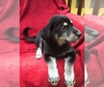 Small Photo #4 Labrador Retriever-Siberian Husky Mix Puppy For Sale in GAINESVILLE, FL, USA