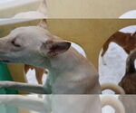 Small #11 Saluki-Whippet Mix
