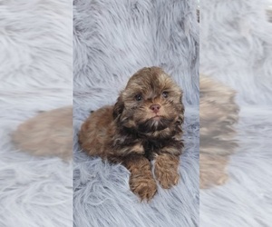 Bichon Frise-ShihPoo Mix Puppy for sale in INDIANAPOLIS, IN, USA