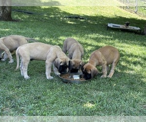 Mastiff Litter for sale in OLATHE, KS, USA