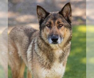 German Shepherd Dog-Unknown Mix Dogs for adoption in Camarillo, CA, USA