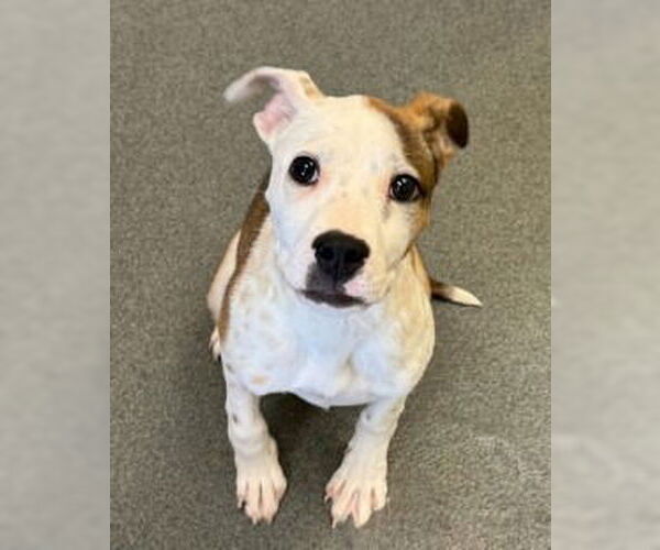 Medium Photo #1 Mutt Puppy For Sale in Glen Allen, VA, USA