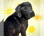 Small Mastiff