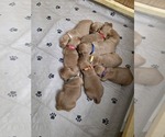 Small #4 Golden Retriever