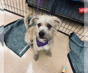 Mutt Dogs for adoption in El Centro, CA, USA