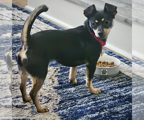 Medium Photo #3 Toy Rat Doxie Puppy For Sale in Atlanta, GA, USA