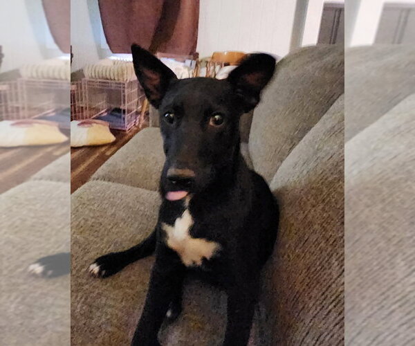 Medium Photo #1 Border Collie-Unknown Mix Puppy For Sale in Salt Lake City, UT, USA