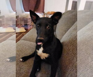 Border Collie-Unknown Mix Dogs for adoption in Salt Lake City, UT, USA