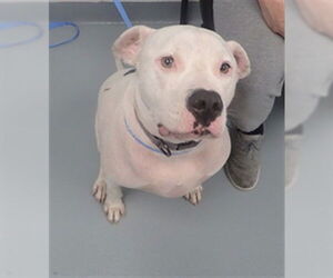 American Pit Bull Terrier Dogs for adoption in St. Cloud, FL, USA