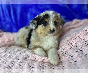 Miniature American Shepherd Puppy for sale in COLORADO SPRINGS, CO, USA