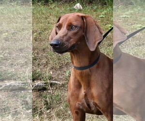 Redbone Coonhound Dogs for adoption in Wetumpka, AL, USA