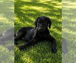 Small #1 Labrador Retriever Mix