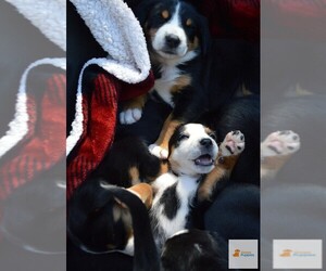 Greater Swiss Mountain Dog Puppy for sale in PARADISE, PA, USA