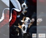 Image preview for Ad Listing. Nickname: Litter of 9