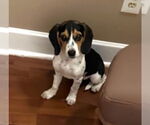 Small #1 Beagle