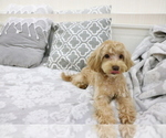 Small Photo #4 Poodle (Toy) Puppy For Sale in HILO, HI, USA