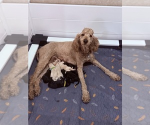 Mother of the Goldendoodle puppies born on 06/22/2025