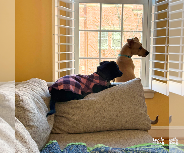 Medium Photo #10 Labrador Retriever-Unknown Mix Puppy For Sale in Washington, DC, USA