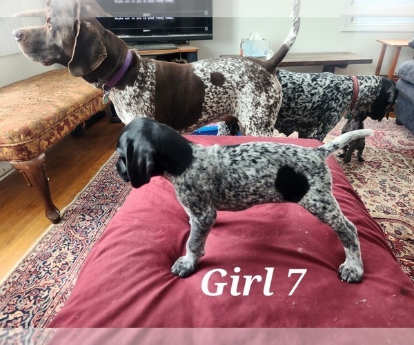 Medium Photo #1 German Shorthaired Pointer Puppy For Sale in N SYRACUSE, NY, USA