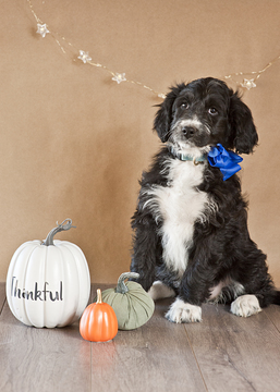 Medium Photo #7 Aussiedoodle Puppy For Sale in MONTROSE, CO, USA