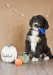 Small Photo #7 Aussiedoodle Puppy For Sale in MONTROSE, CO, USA