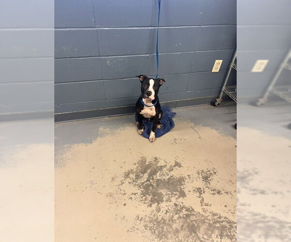 Medium Photo #1 American Pit Bull Terrier-Unknown Mix Puppy For Sale in Tallahassee, FL, USA