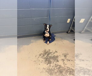 American Pit Bull Terrier-Unknown Mix Dogs for adoption in Tallahassee, FL, USA