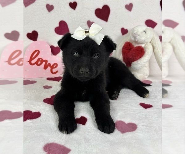 Medium Photo #3 German Shepherd Dog-Miniature American Shepherd Mix Puppy For Sale in FRANKLIN, IN, USA