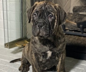 Bullmastiff Puppy for Sale in MIDDLEBURY, Indiana USA