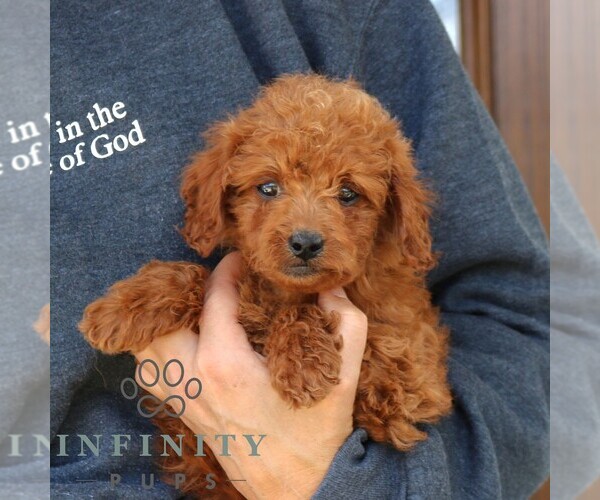 Medium Photo #4 Goldendoodle (Miniature) Puppy For Sale in NARVON, PA, USA
