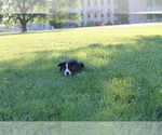 Small Photo #1 Border Collie Puppy For Sale in VALLEY, WA, USA