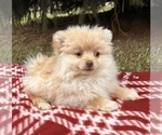 Small #3 Pomeranian