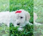 Puppy Bear Poodle (Standard)