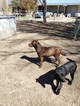Small Photo #1 Labrador Retriever Puppy For Sale in NORTH LA JUNTA, CO, USA