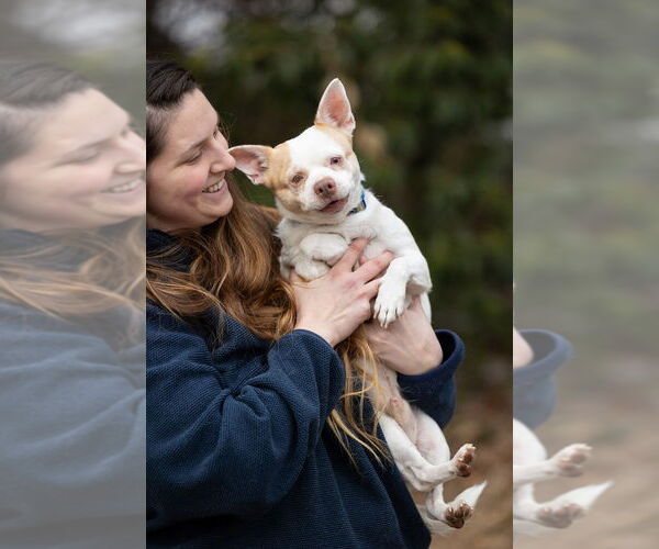 Medium Photo #7 Chihuahua-Unknown Mix Puppy For Sale in Raleigh, NC, USA