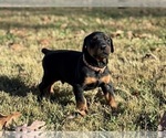 Small #4 Doberman Pinscher