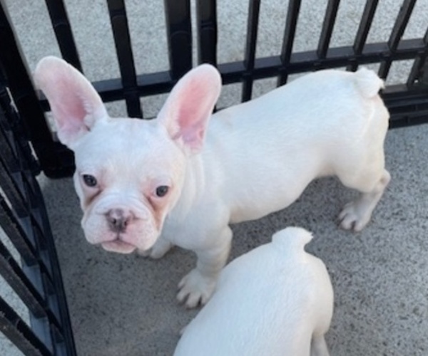 Medium Photo #4 French Bulldog Puppy For Sale in ANTIOCH, CA, USA