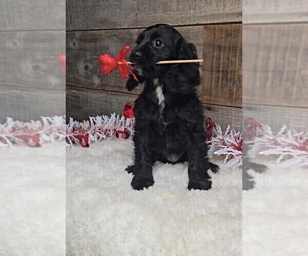 Medium Photo #1 Cockalier Puppy For Sale in JASONVILLE, IN, USA