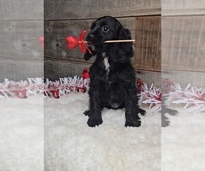 Cockalier Puppy for sale in JASONVILLE, IN, USA
