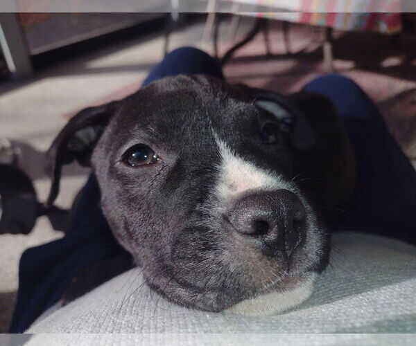 Medium Photo #2 American Pit Bull Terrier-Unknown Mix Puppy For Sale in Rochester, NY, USA