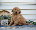 Small Photo #10 Golden Retriever Puppy For Sale in NAPPANEE, IN, USA