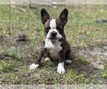Small #7 French Bulldog