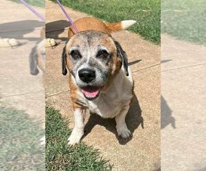 Beagle-Unknown Mix Dogs for adoption in New York, NY, USA